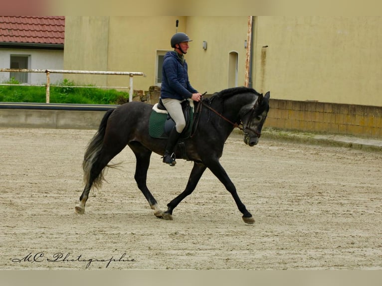 PRE Castrone 6 Anni 170 cm Grigio ferro in Polenz