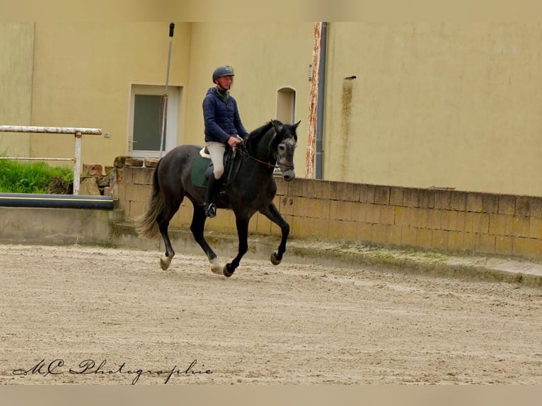 PRE Castrone 6 Anni 170 cm Grigio ferro in Polenz