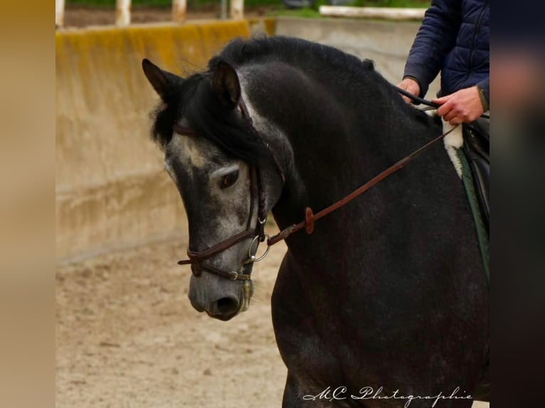 PRE Castrone 6 Anni 170 cm Grigio ferro in Polenz
