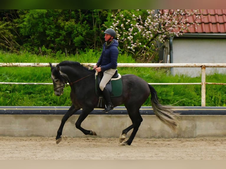 PRE Castrone 6 Anni 170 cm Grigio ferro in Polenz