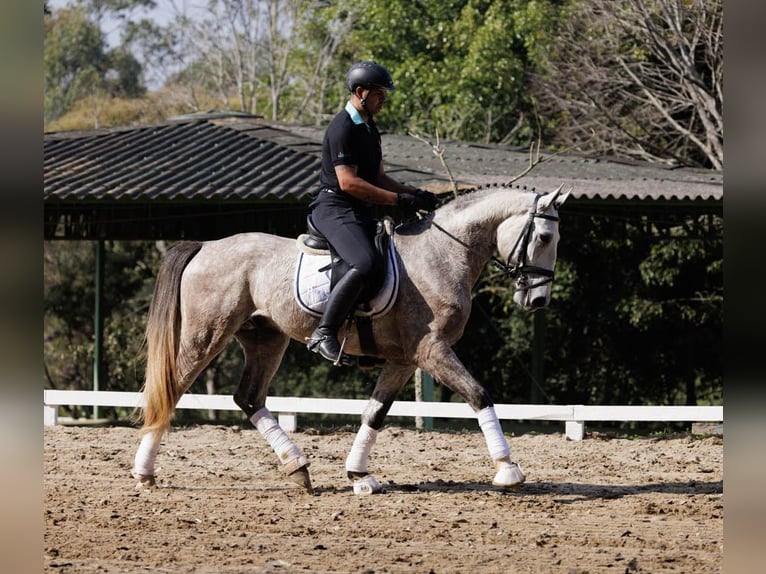 PRE Castrone 6 Anni 171 cm Grigio in Daarlerveen