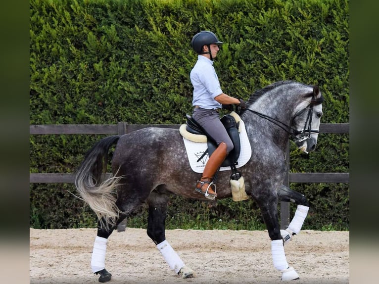 PRE Castrone 6 Anni 171 cm Grigio in Bissendorf