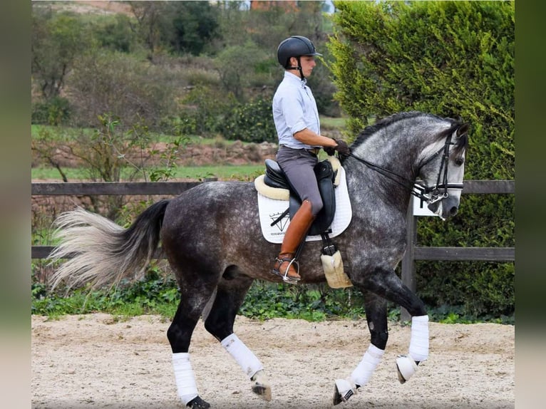 PRE Castrone 6 Anni 171 cm Grigio in Bissendorf