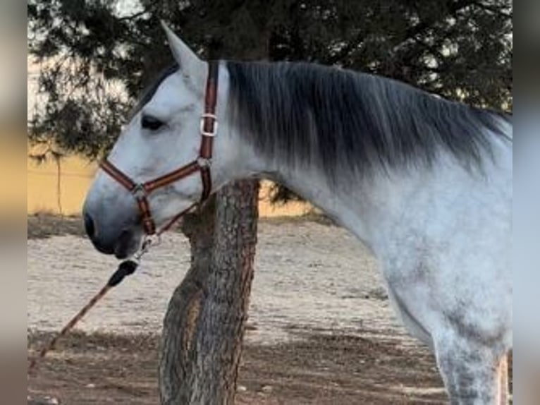 PRE Mix Castrone 6 Anni 173 cm Grigio in Alicante/Alacant