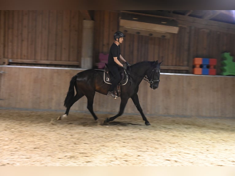 PRE Mix Castrone 6 Anni 174 cm Morello in Klettgau