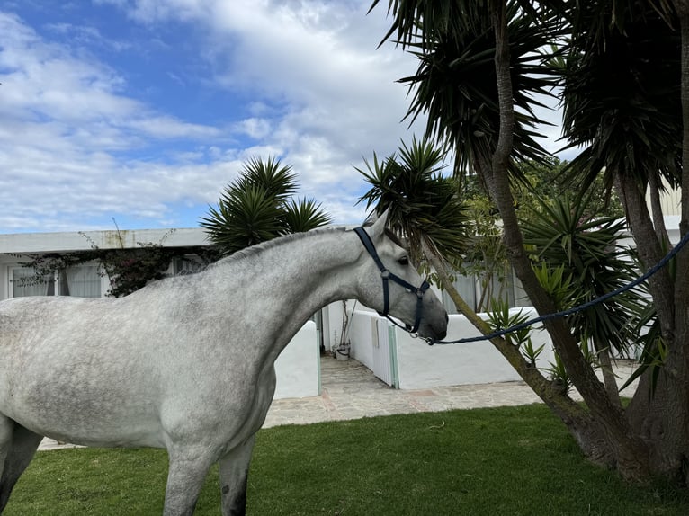 PRE Castrone 6 Anni 175 cm Grigio in Pedro Valiente