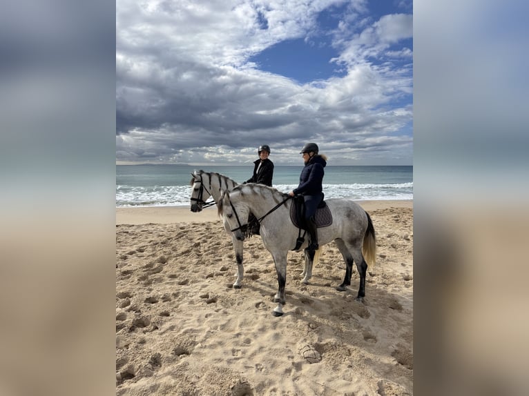 PRE Castrone 6 Anni 175 cm Grigio in Pedro Valiente