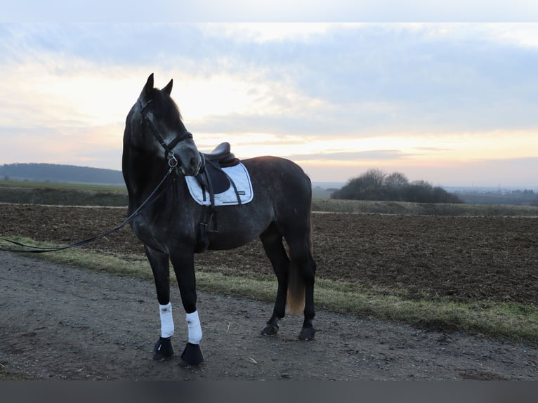 PRE Castrone 6 Anni 175 cm Grigio in Schöneck