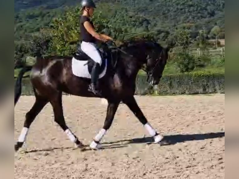 PRE Mix Castrone 6 Anni 175 cm Morello in Santa Maria De Palautordera