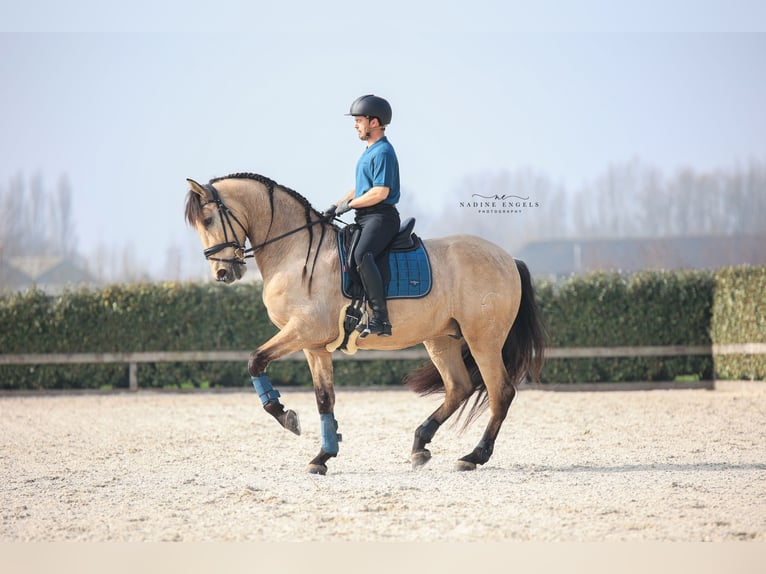 PRE Mix Castrone 6 Anni 175 cm Pelle di daino in Vinkeveen