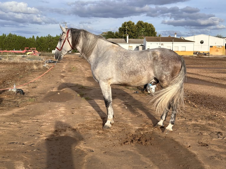 PRE Mix Castrone 6 Anni 177 cm Grigio in Galaroza (Huelva)