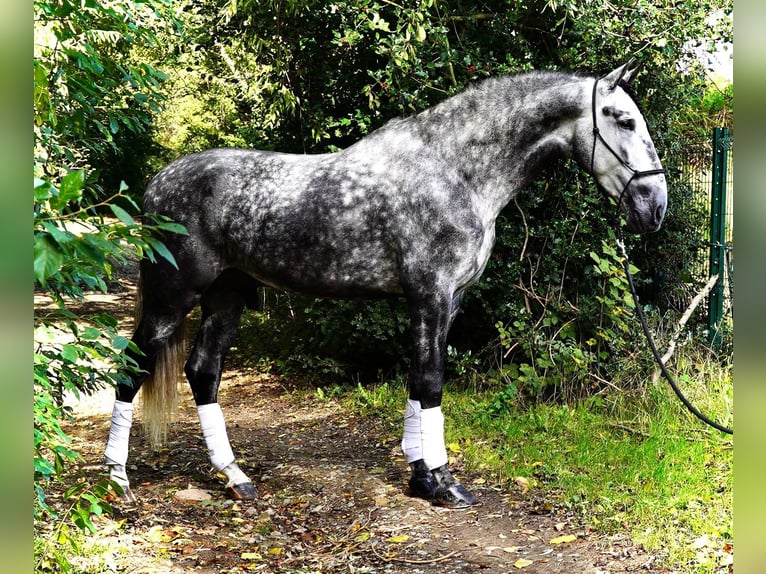 PRE Mix Castrone 6 Anni 180 cm Grigio in 's-Gravenhage