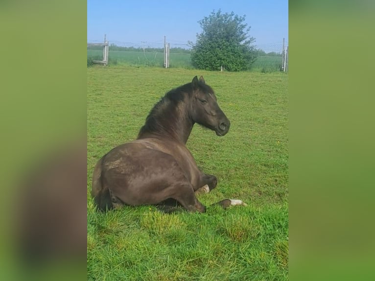 PRE Castrone 7 Anni 156 cm Baio scuro in Dennheritz