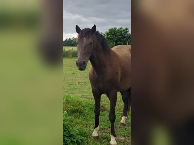 PRE Castrone 7 Anni 156 cm Baio scuro in Dennheritz