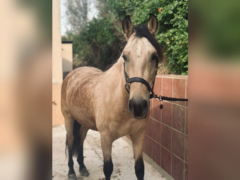 PRE Mix Castrone 7 Anni 156 cm Pelle di daino in Mijas