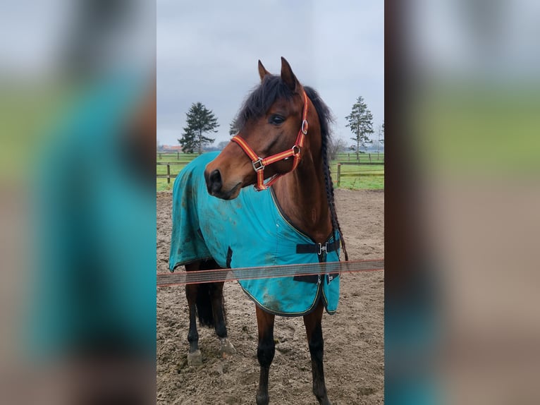 PRE Mix Castrone 7 Anni 158 cm Baio in Breda