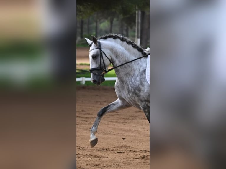 PRE Castrone 7 Anni 158 cm Grigio in Jerez