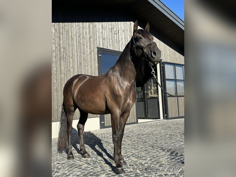 PRE Mix Castrone 7 Anni 158 cm Morello in Salzburg