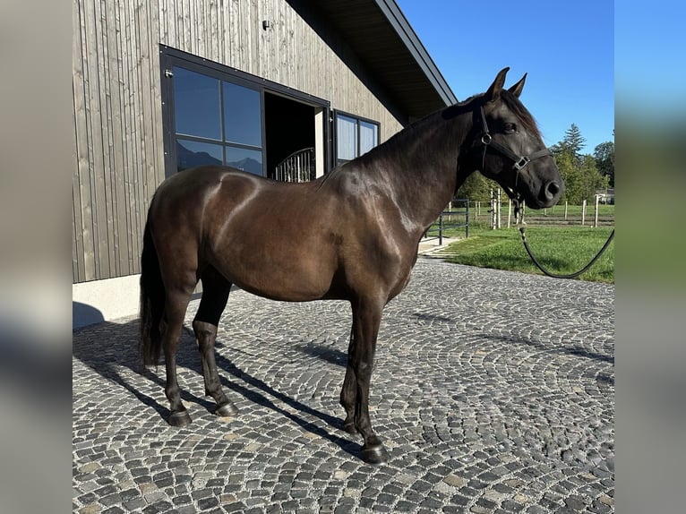 PRE Mix Castrone 7 Anni 158 cm Morello in Salzburg