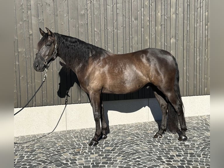PRE Mix Castrone 7 Anni 158 cm Morello in Salzburg