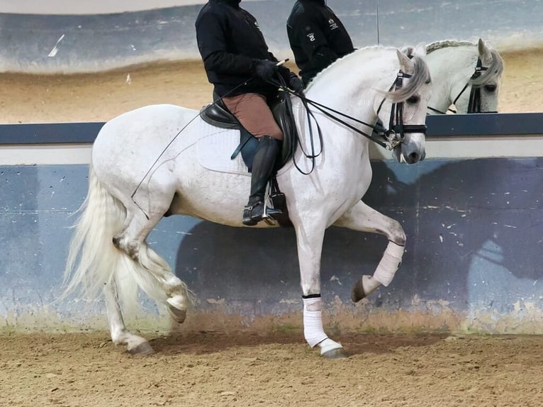 PRE Mix Castrone 7 Anni 160 cm Grigio in Navas Del Madroño