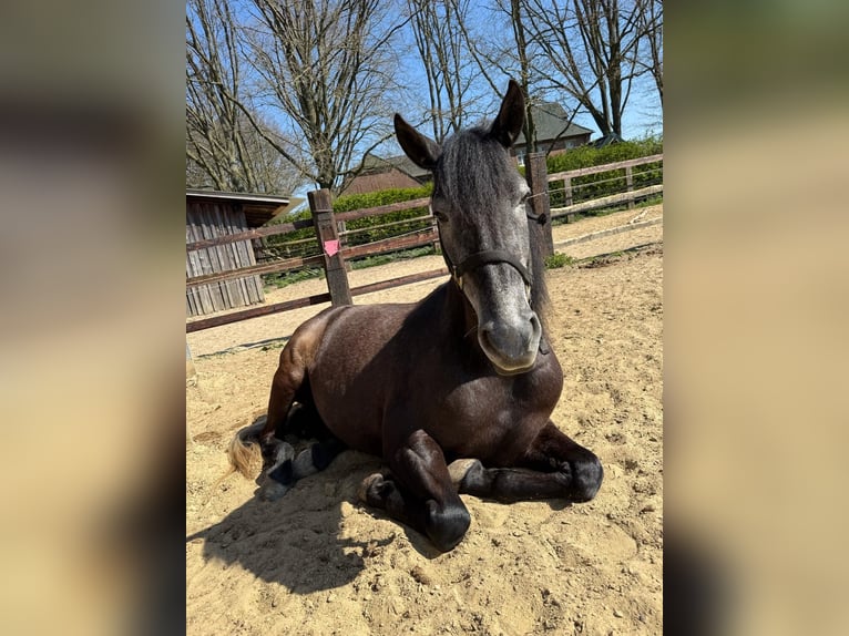 PRE Castrone 7 Anni 160 cm Grigio ferro in Marl