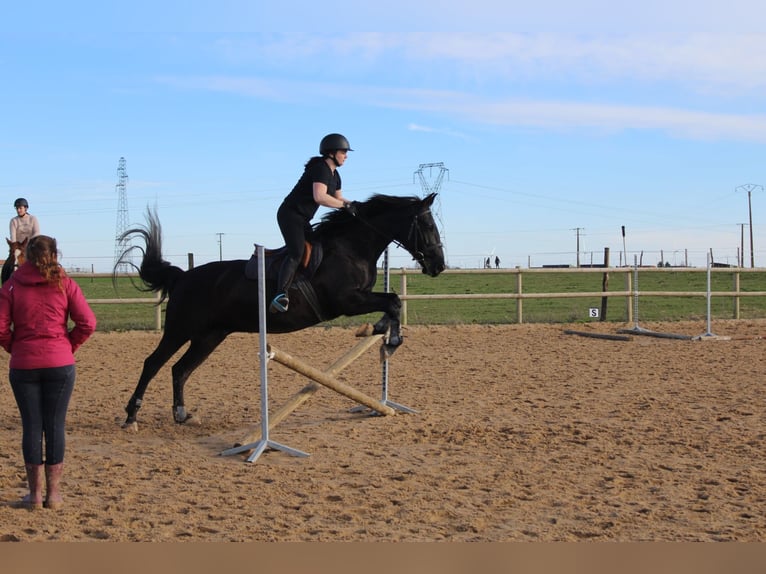 PRE Castrone 7 Anni 160 cm Morello in Charron