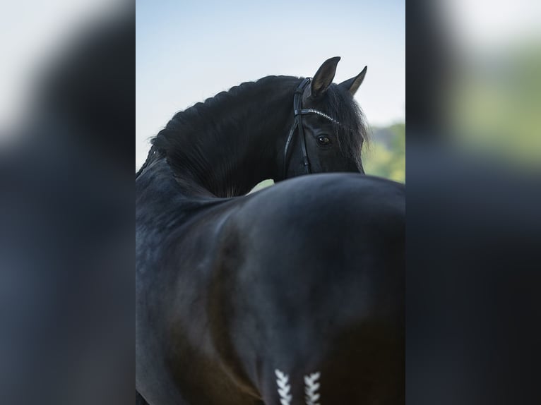 PRE Mix Castrone 7 Anni 160 cm Morello in Senden