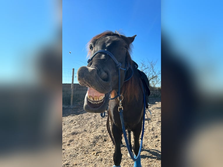 PRE Mix Castrone 7 Anni 160 cm Morello in Manacor
