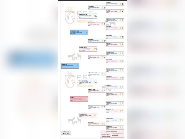 PRE Castrone 7 Anni 160 cm Pelle di daino in Rastorf