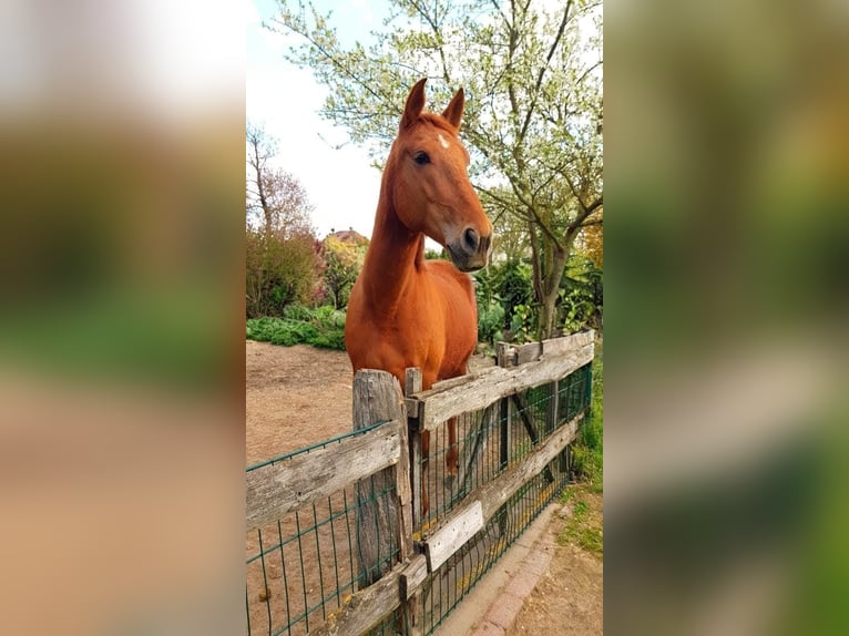 PRE Mix Castrone 7 Anni 160 cm Sauro in Hildesheim