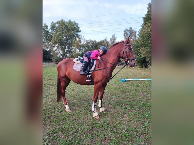 PRE Mix Castrone 7 Anni 161 cm Sauro in Bautzen