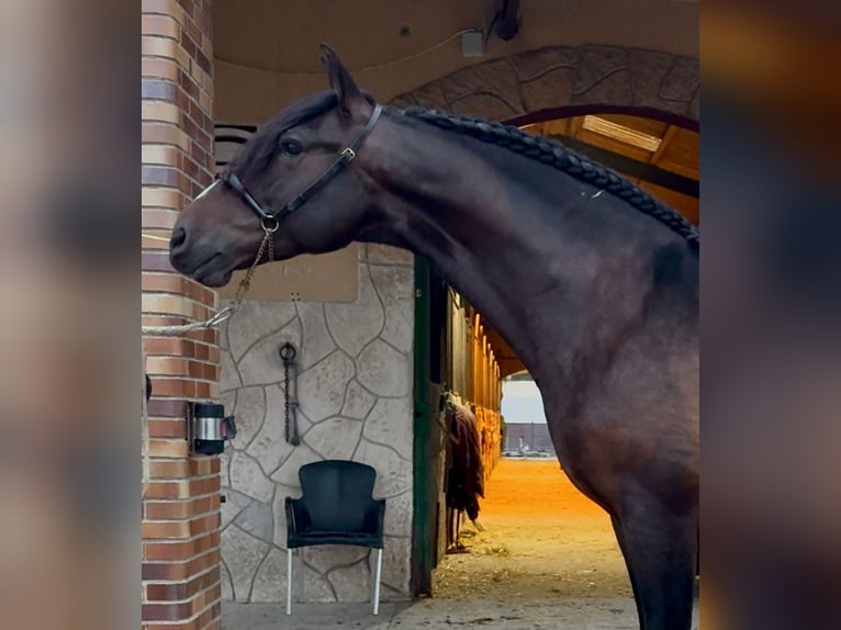 PRE Castrone 7 Anni 162 cm Baio scuro in Hostalets De Pierola, Els