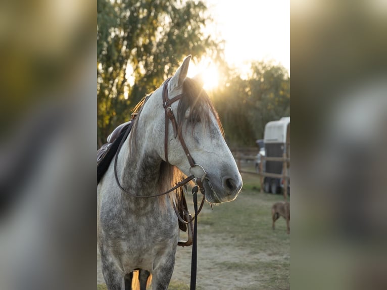 PRE Mix Castrone 7 Anni 162 cm Grigio in Castello D&#x27;Empuries
