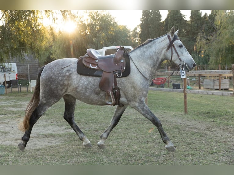 PRE Mix Castrone 7 Anni 162 cm Grigio in Castello D&#x27;Empuries
