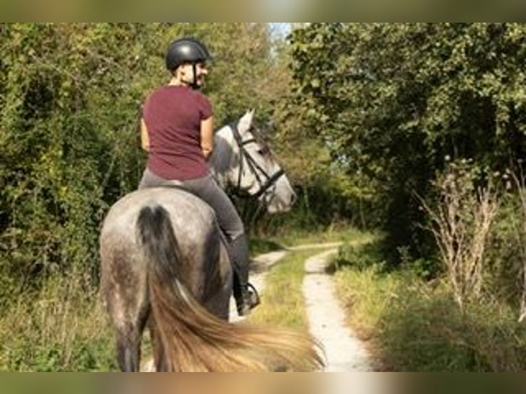 PRE Mix Castrone 7 Anni 162 cm Grigio in Castello D&#x27;Empuries