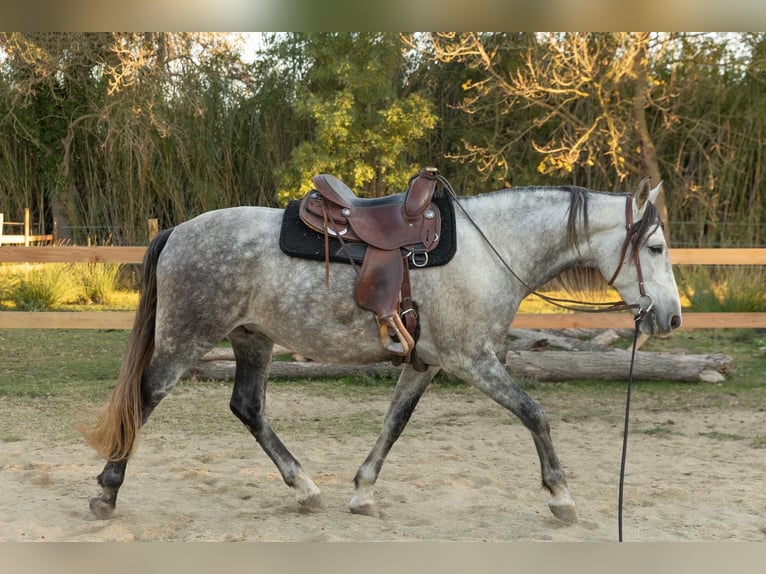 PRE Mix Castrone 7 Anni 162 cm Grigio in Castello D&#x27;Empuries