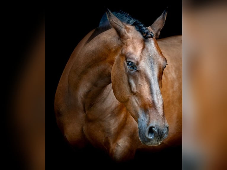 PRE Mix Castrone 7 Anni 163 cm Baio scuro in Martfeld