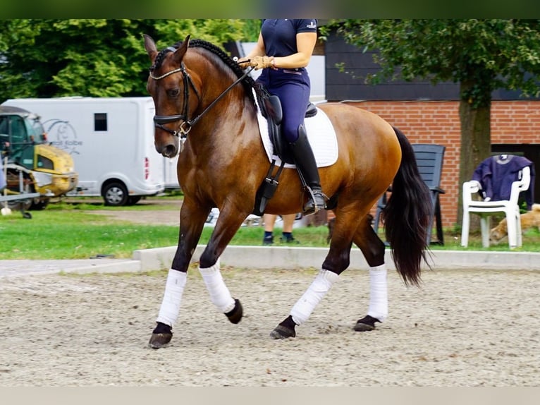 PRE Mix Castrone 7 Anni 163 cm Baio scuro in Martfeld