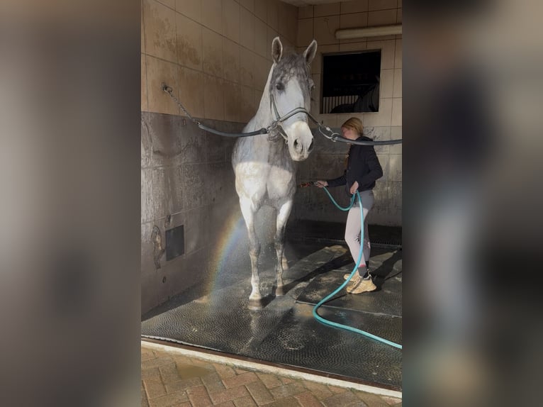 PRE Mix Castrone 7 Anni 163 cm Grigio in Santa Perpetua de Mogoda