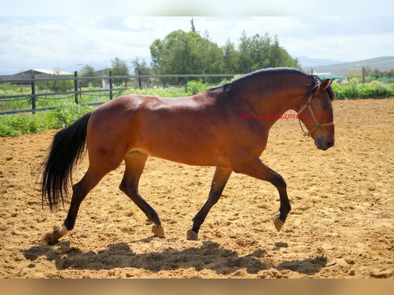 PRE Castrone 7 Anni 164 cm Baio in Pruna/Sevilla