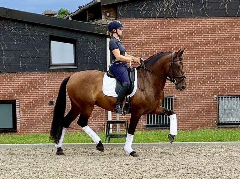 PRE Castrone 7 Anni 164 cm Baio in Brügen