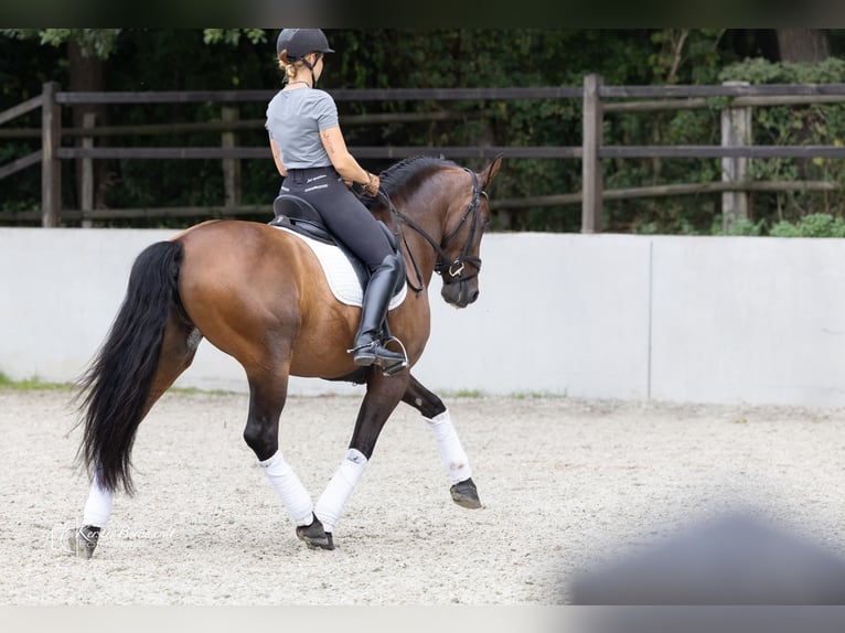 PRE Mix Castrone 7 Anni 164 cm Baio in Dorsten