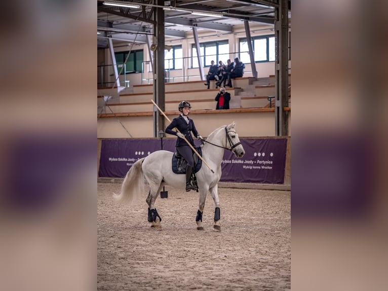 PRE Castrone 7 Anni 164 cm Grigio in &#x141;&#xF3;d&#x17A;