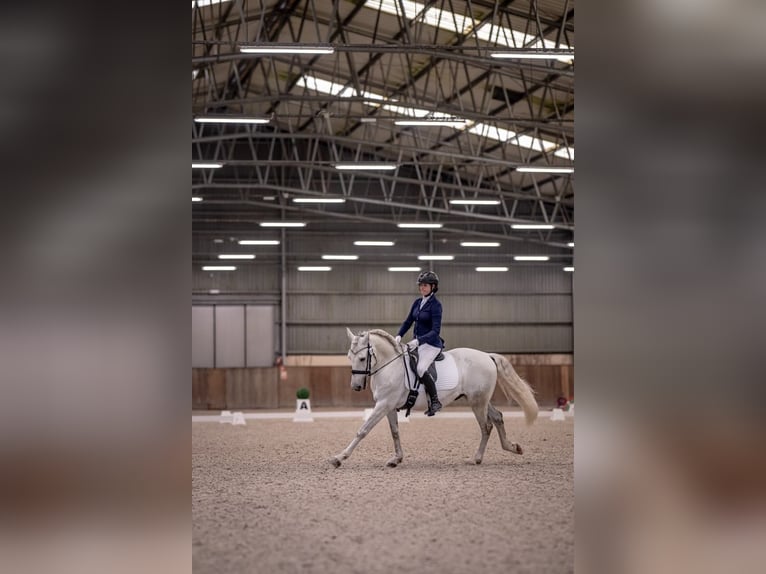 PRE Castrone 7 Anni 164 cm Grigio in &#x141;&#xF3;d&#x17A;