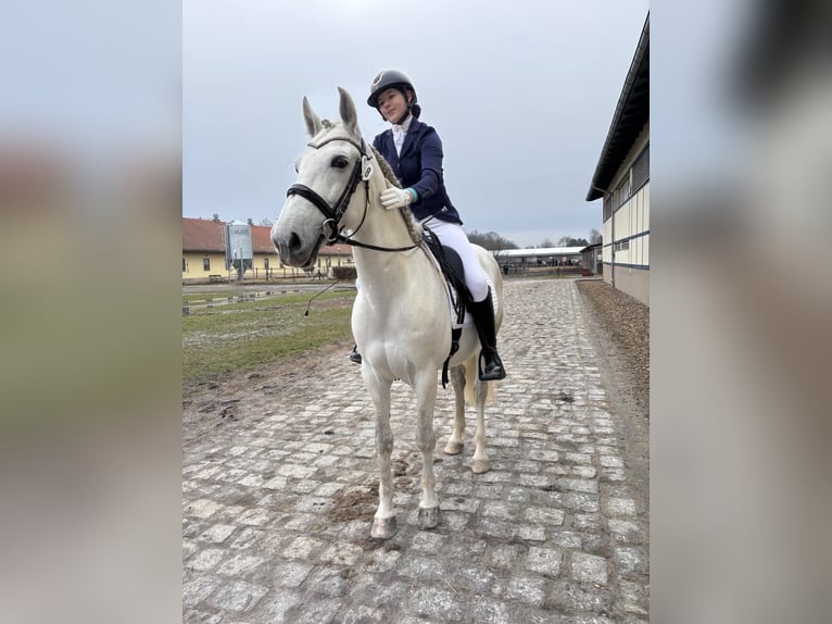 PRE Castrone 7 Anni 164 cm Grigio in &#x141;&#xF3;d&#x17A;