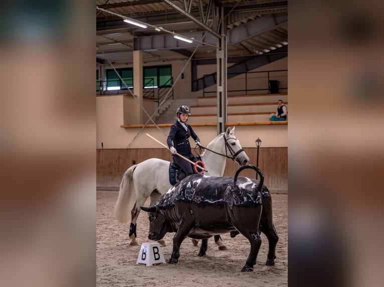PRE Castrone 7 Anni 164 cm Grigio in &#x141;&#xF3;d&#x17A;
