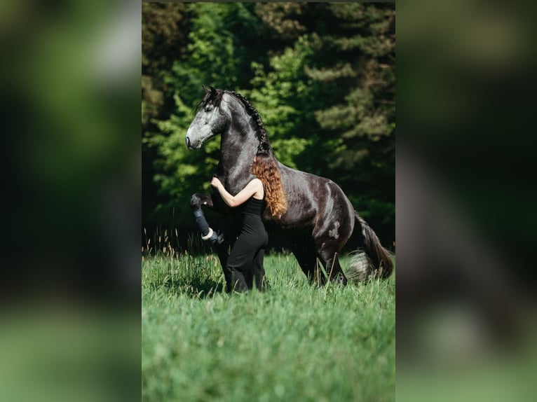 PRE Mix Castrone 7 Anni 164 cm Grigio ferro in Neum&#xFC;nster