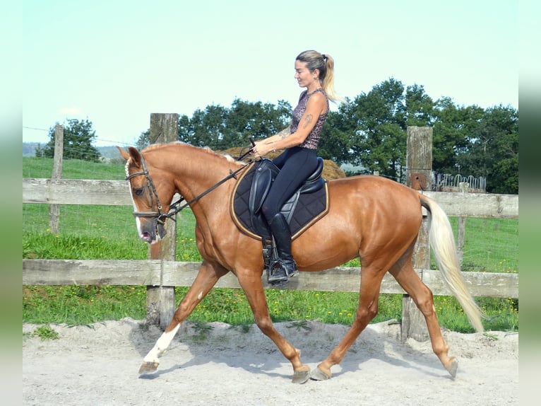 PRE Castrone 7 Anni 164 cm Palomino in Seefeld
