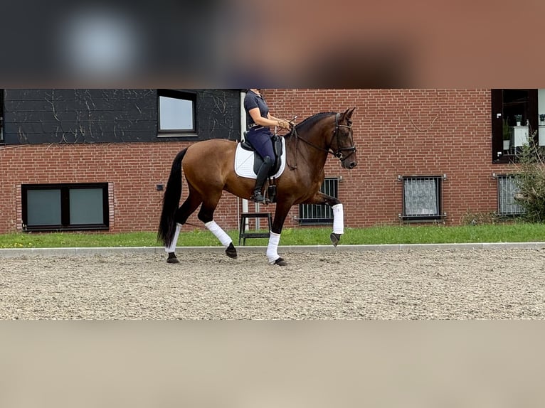 PRE Castrone 7 Anni 165 cm Baio scuro in Bonanza